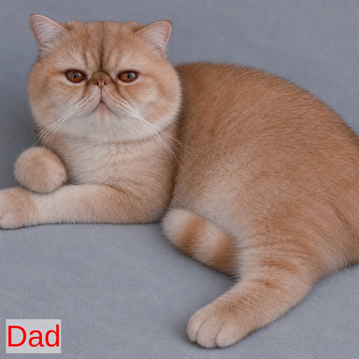 Balloo Persian male, blue silver spotted tabby