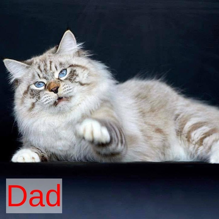 Obereg Siberian male, black with white tabby pointed