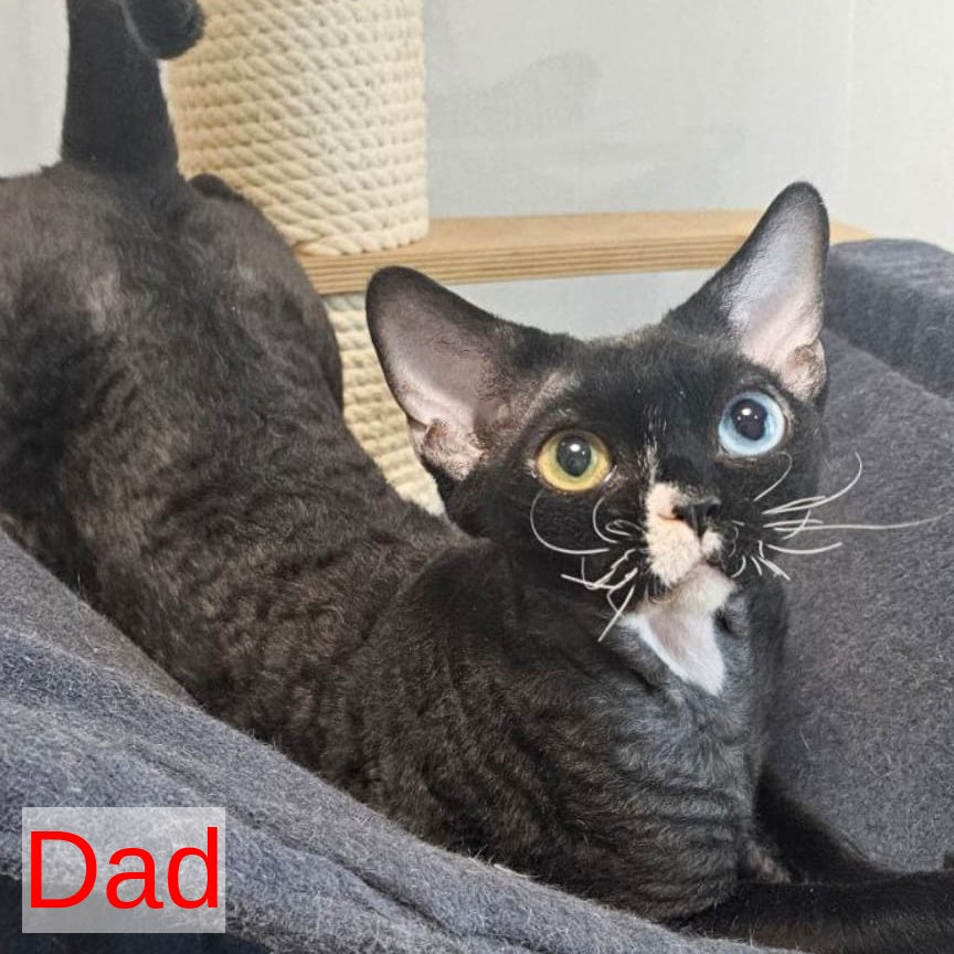 Chloe Devon Rex female, blue bicolour