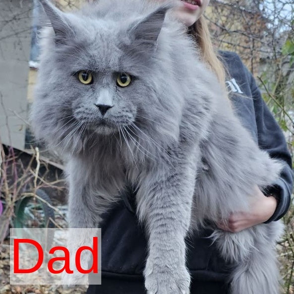 Marsel Maine Coon male, blue