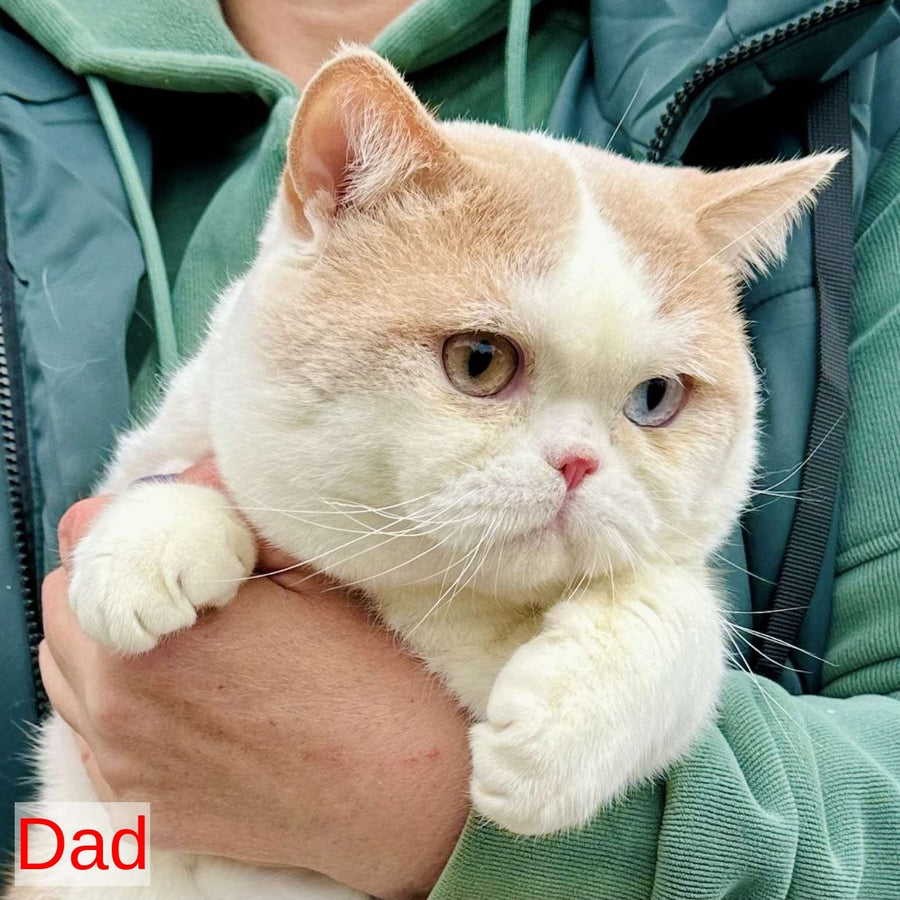Xariton British Shorthair male, cinnamon bicolour