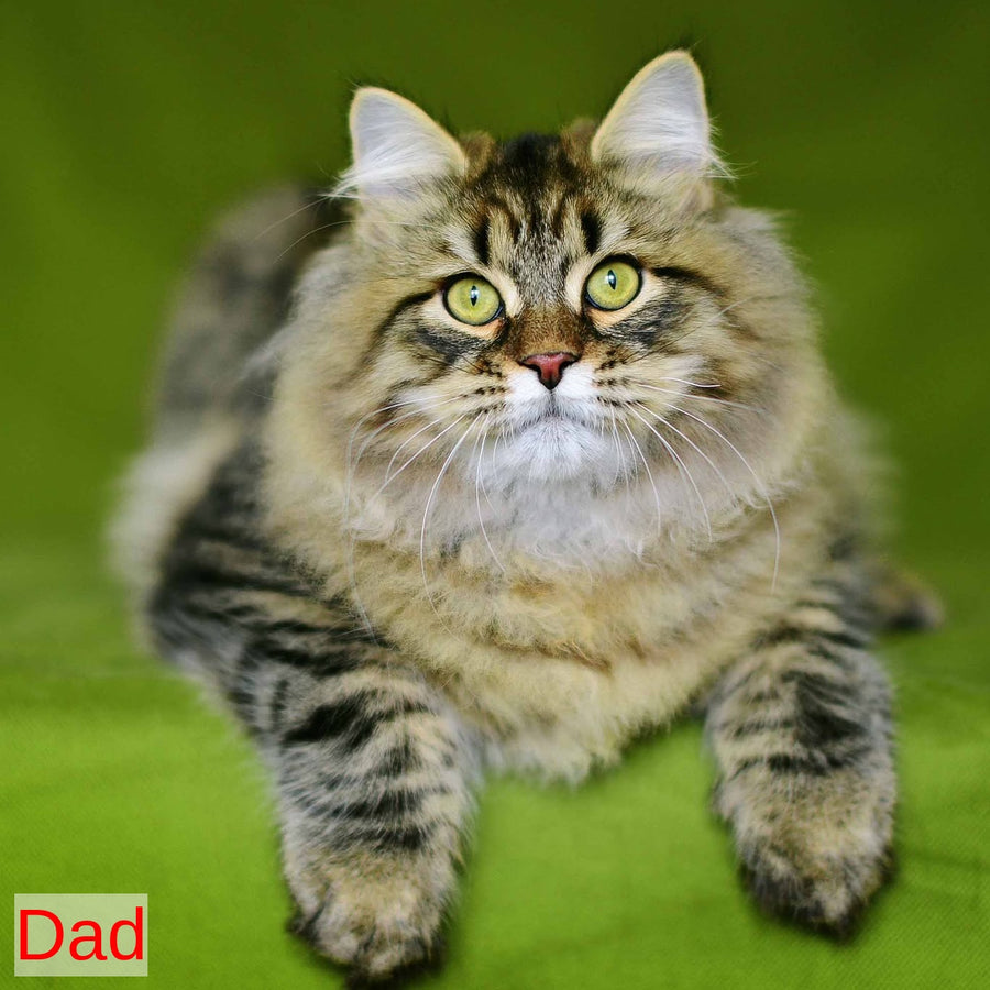 Taisiya Siberian female, black spotted tabby with white
