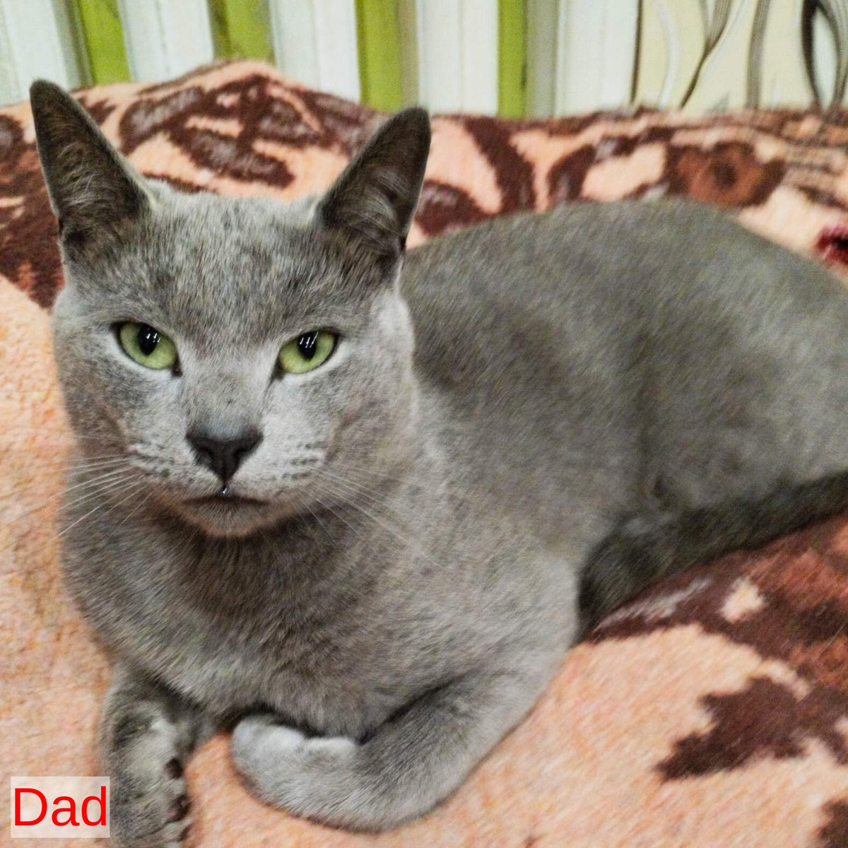 Kajra Russian Blue female, blue
