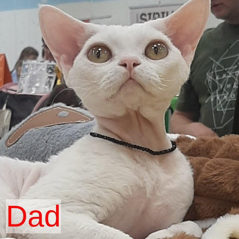 Galatea Devon Rex female, white