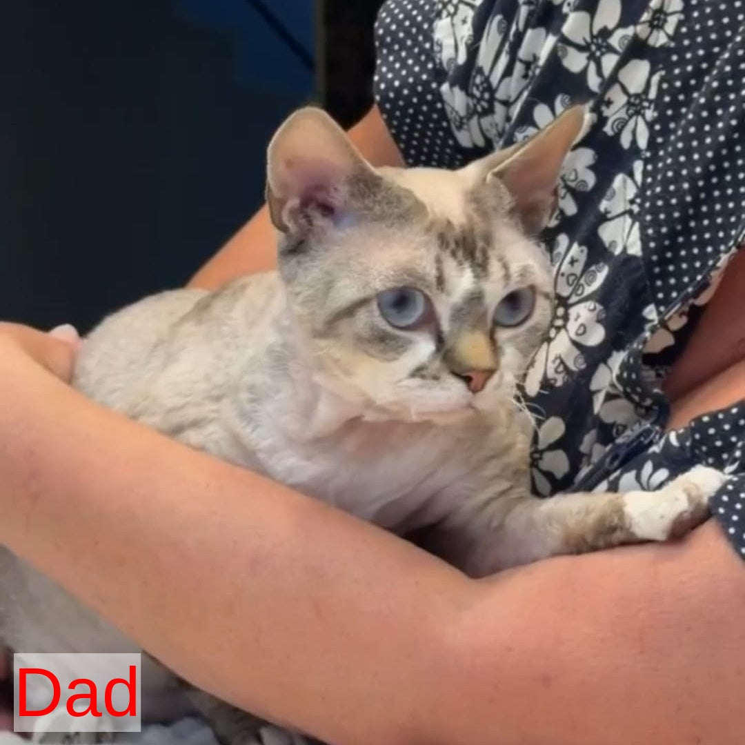 Sugar Devon Rex female, black tortie tabby pointed