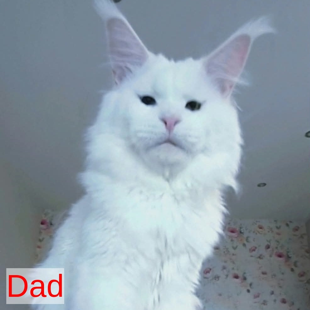 Graf Maine Coon male, white
