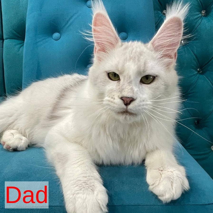 Venya Maine Coon male, red