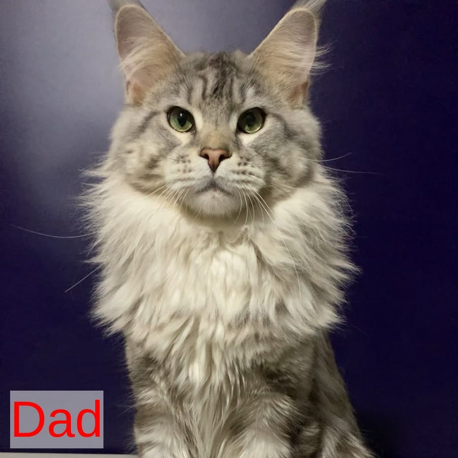 Silver Blue Ragdoll Virginia Maine Coon female, blue tabby – HappyPawsUS