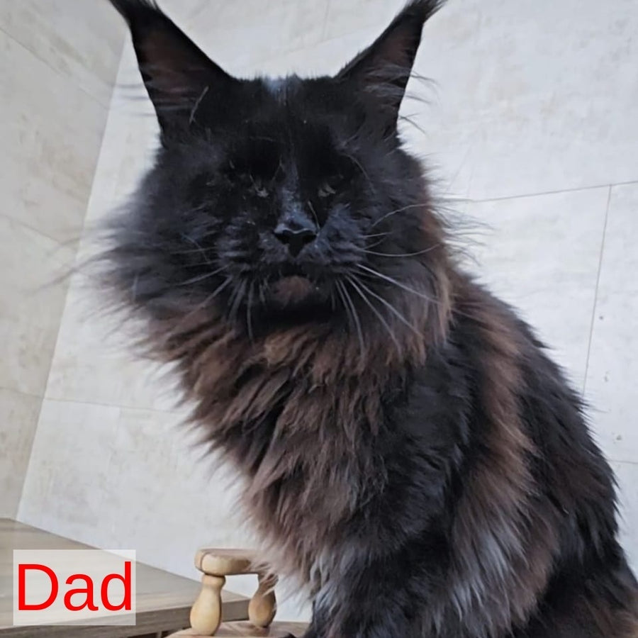 Rich Maine Coon male, black