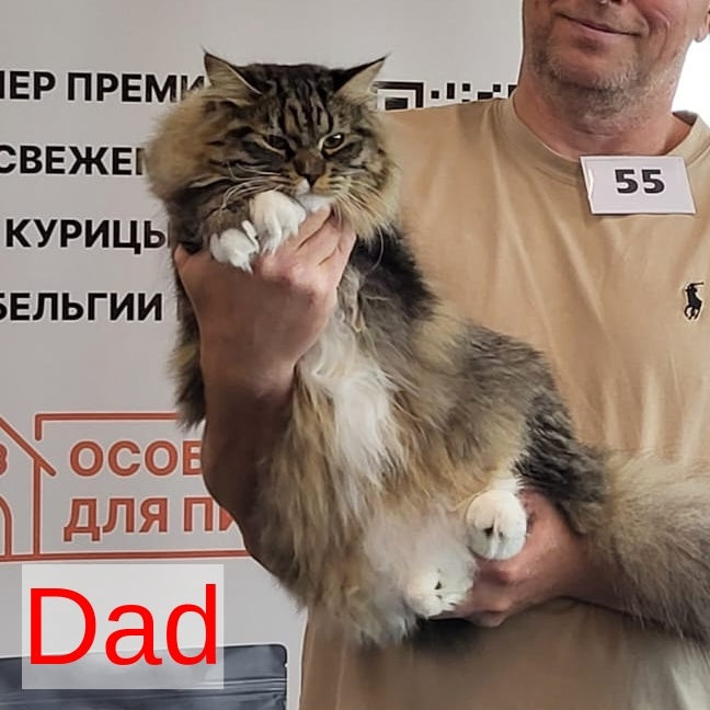 Hvoya Siberian female, blue pointed