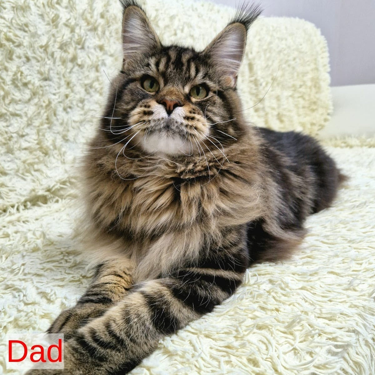 Etna Maine Coon female, blue tabby