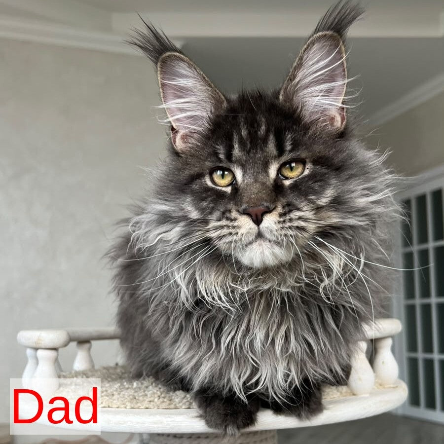 Tibet Maine Coon male, black silver