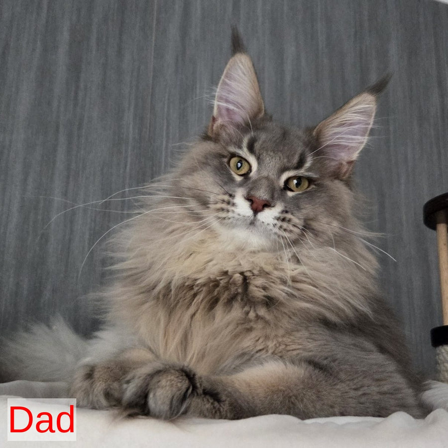 Volk Maine Coon male, black