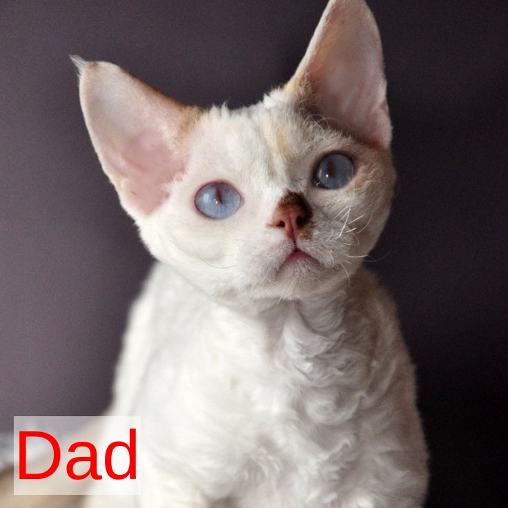 Maja Devon Rex female, black tortie bicolour pointed