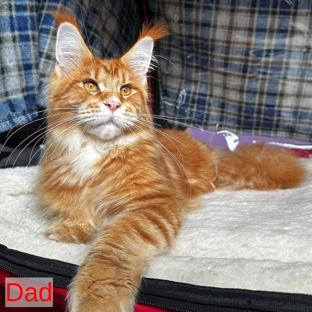 Denis Maine Coon male, black silver tabby