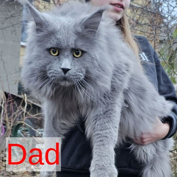 Freya Maine Coon female, blue