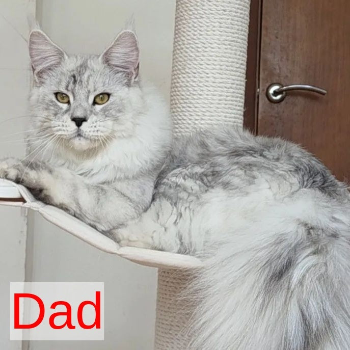 Jasper Maine Coon male, blue silver ticked tabby