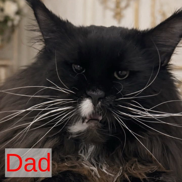Xandra Maine Coon female, black