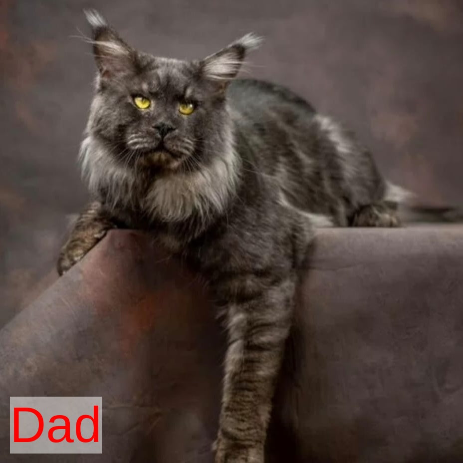 Bernard Maine Coon polydactyl male, black silver