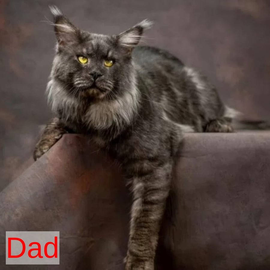 Bernard Maine Coon polydactyl male, black silver