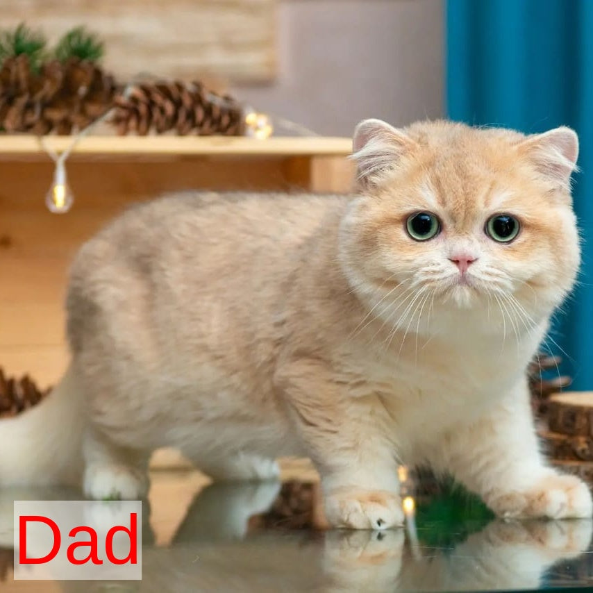 Bella British Shorthair female, blue golden chinchilla pointed