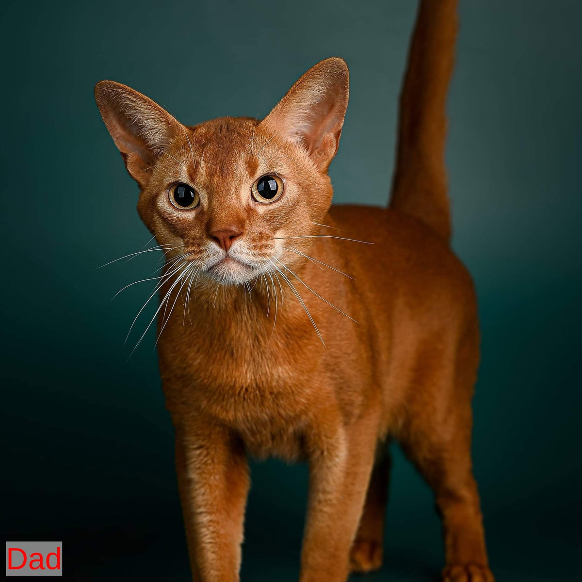 Leon Abyssinian male, ruddy