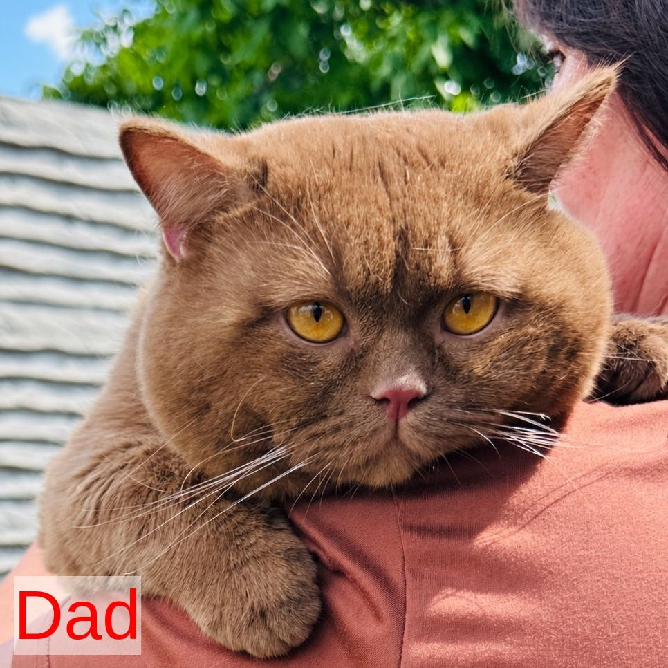 Ivar British Shorthair male, fawn bicolour