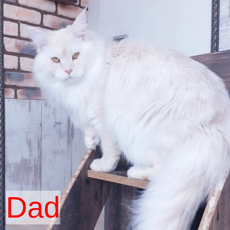 Jeffrey Maine Coon male, blue ticked tabby