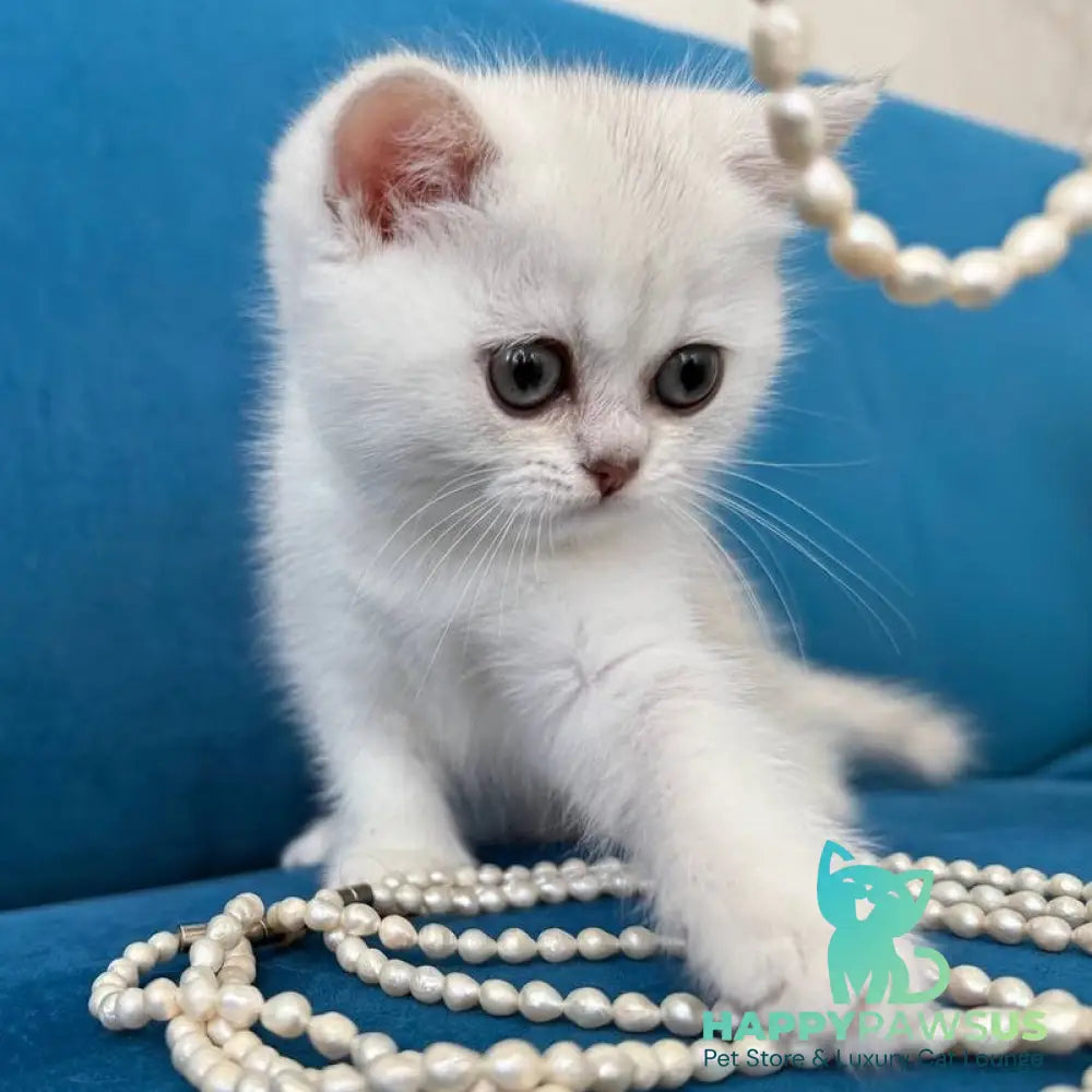 Daenerys British Shorthair female black silver chinchilla - live animals