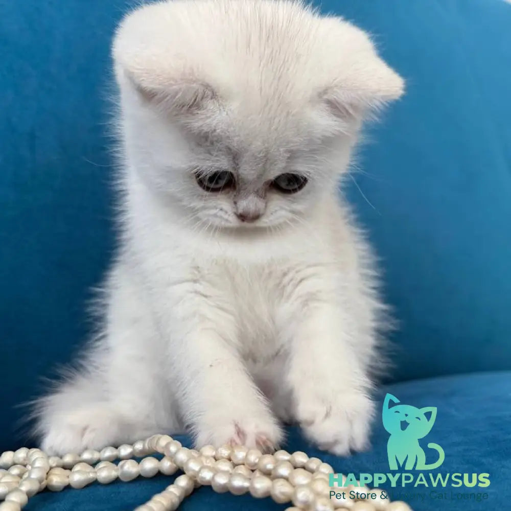 Daenerys British Shorthair female black silver chinchilla - live animals