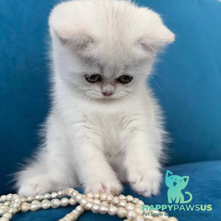 Daenerys British Shorthair female black silver chinchilla - live animals