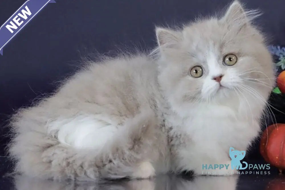 Daenerys Munchkin female lilac bicolour live animals