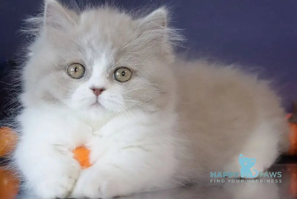 Daenerys Munchkin female lilac bicolour live animals