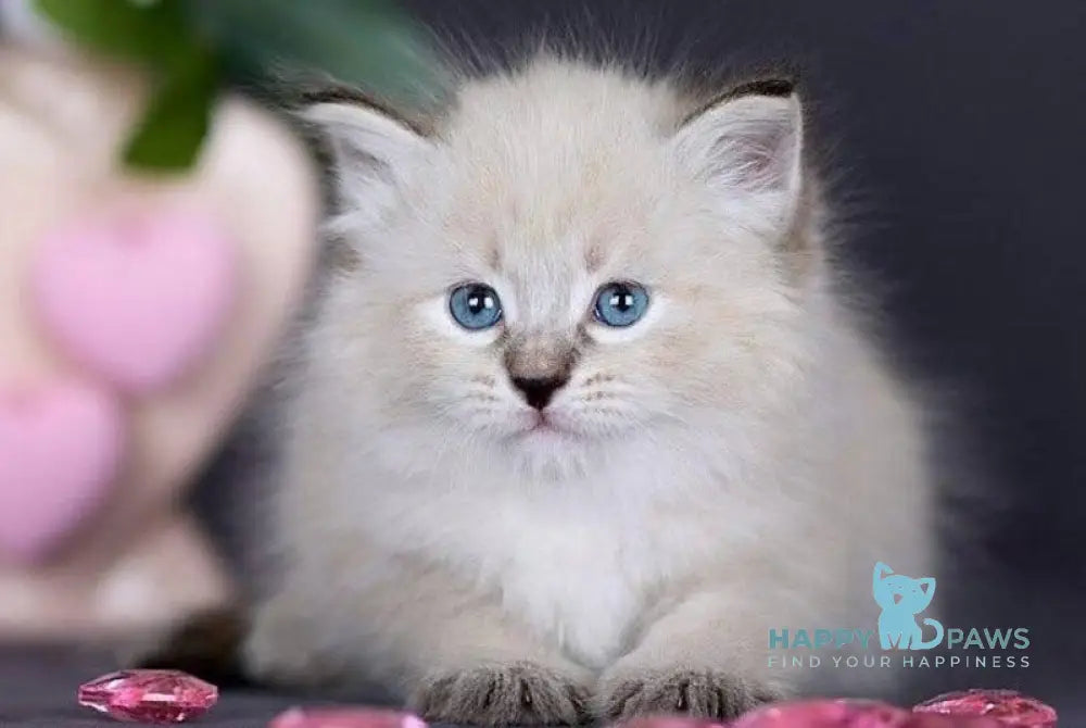 Daenerys Siberian female black silver tortie tabby pointed live animals