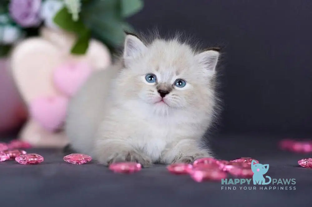 Daenerys Siberian female black silver tortie tabby pointed live animals