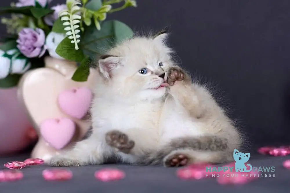 Daenerys Siberian female black silver tortie tabby pointed live animals