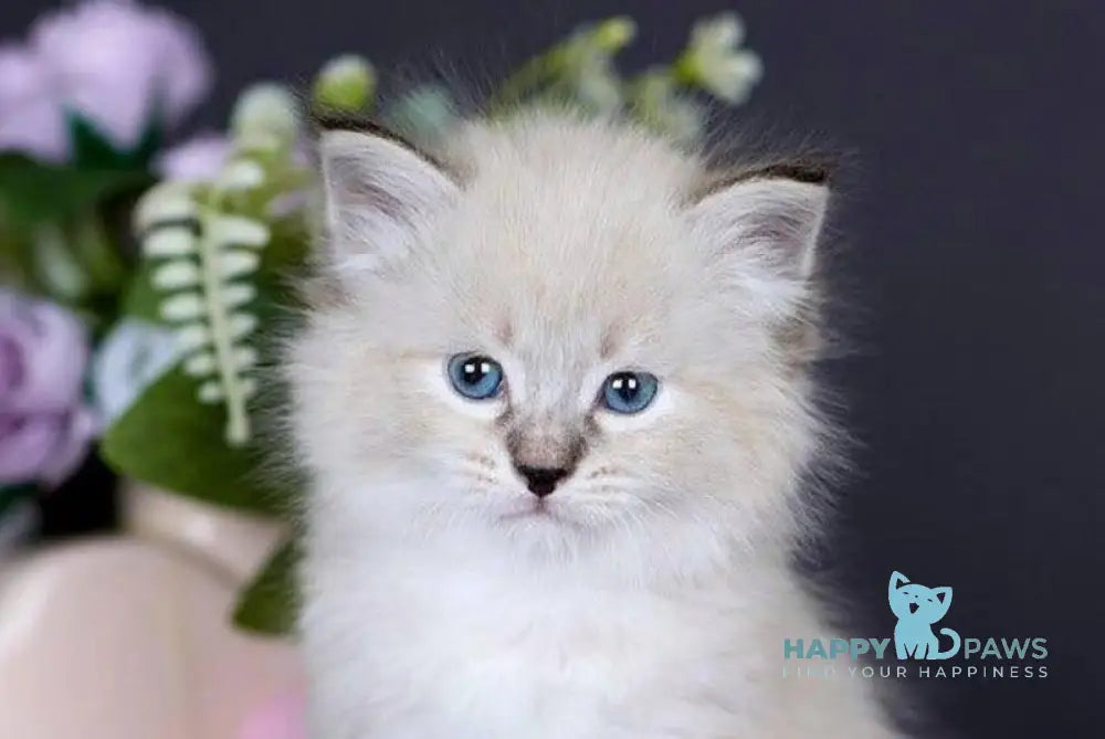 Daenerys Siberian female black silver tortie tabby pointed live animals