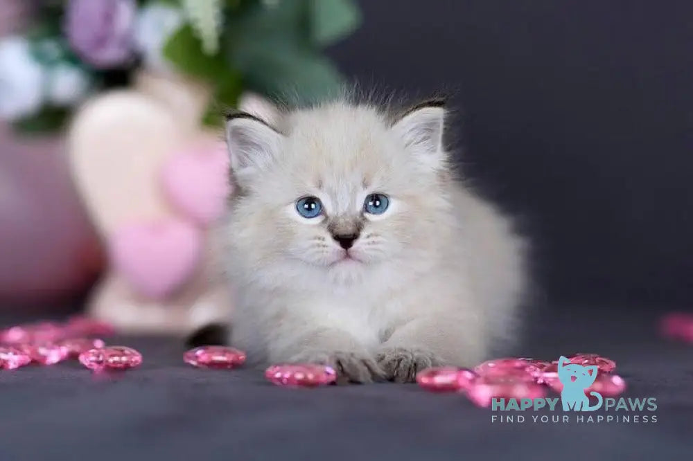 Daenerys Siberian female black silver tortie tabby pointed live animals