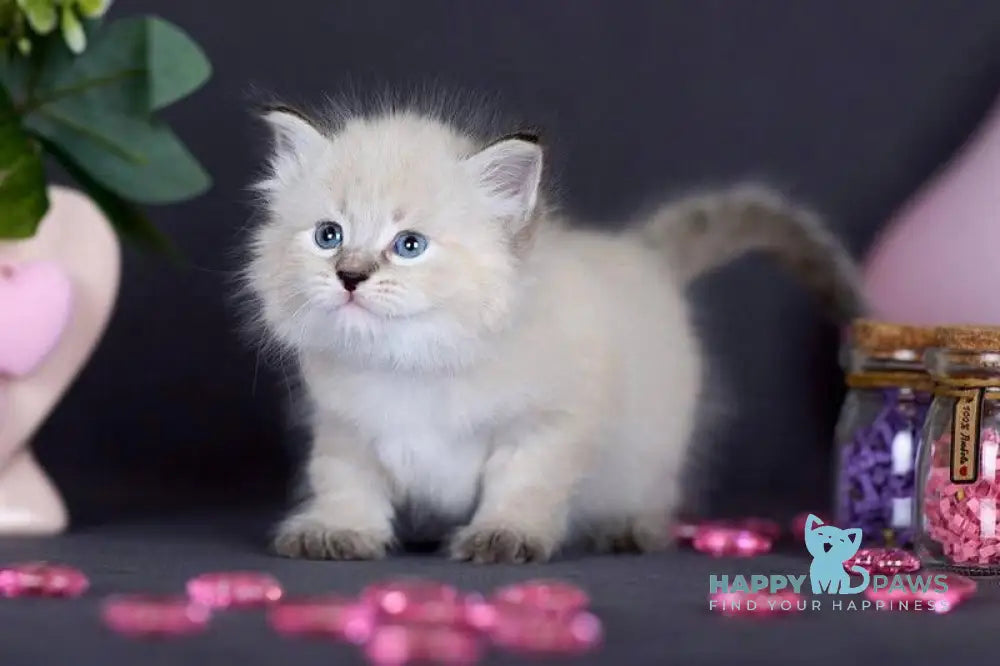Daenerys Siberian female black silver tortie tabby pointed live animals
