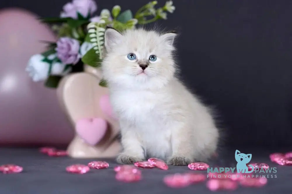 Daenerys Siberian female black silver tortie tabby pointed live animals