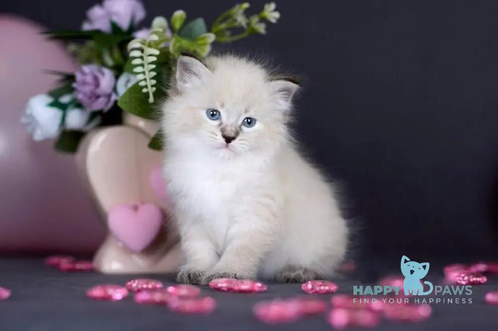 Daenerys Siberian female black silver tortie tabby pointed live animals