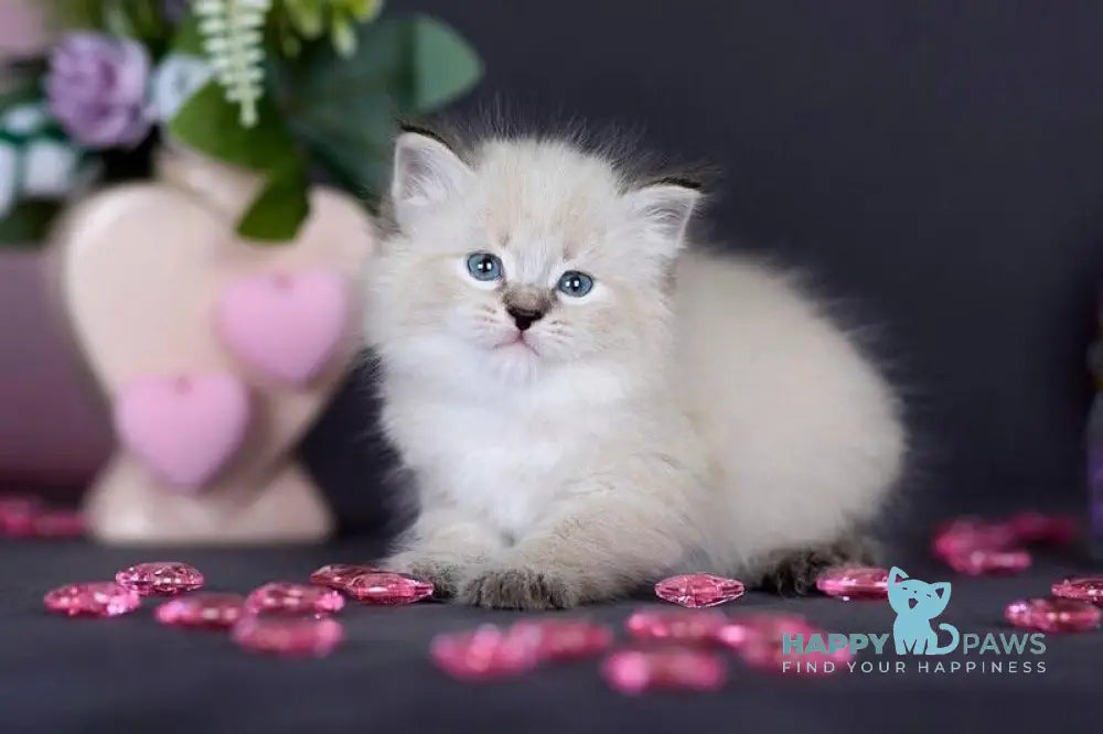 Daenerys Siberian female black silver tortie tabby pointed live animals