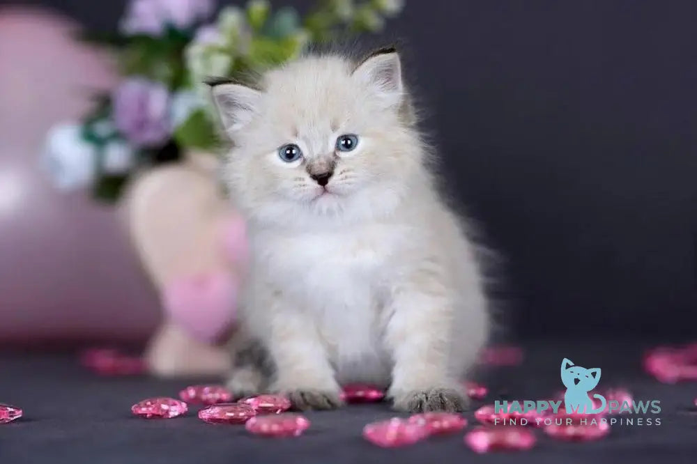 Daenerys Siberian female black silver tortie tabby pointed live animals