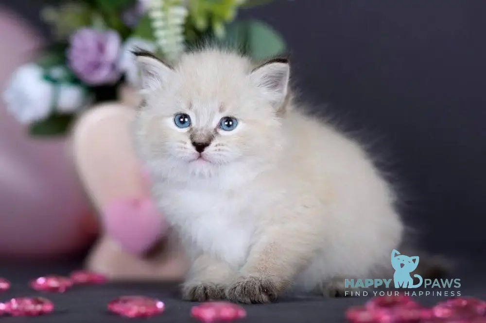 Daenerys Siberian female black silver tortie tabby pointed live animals