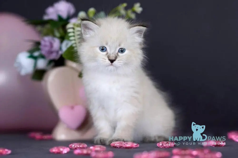 Daenerys Siberian female black silver tortie tabby pointed live animals