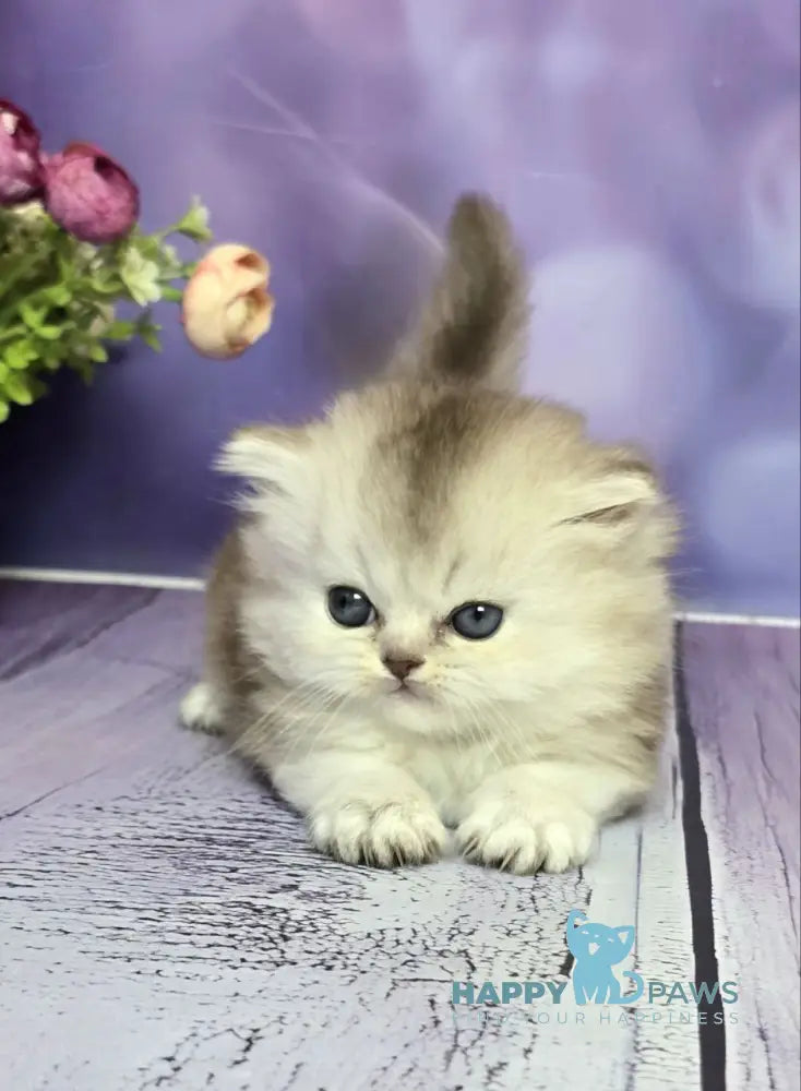 Daeron Munchkin male chocolate silver shaded live animals