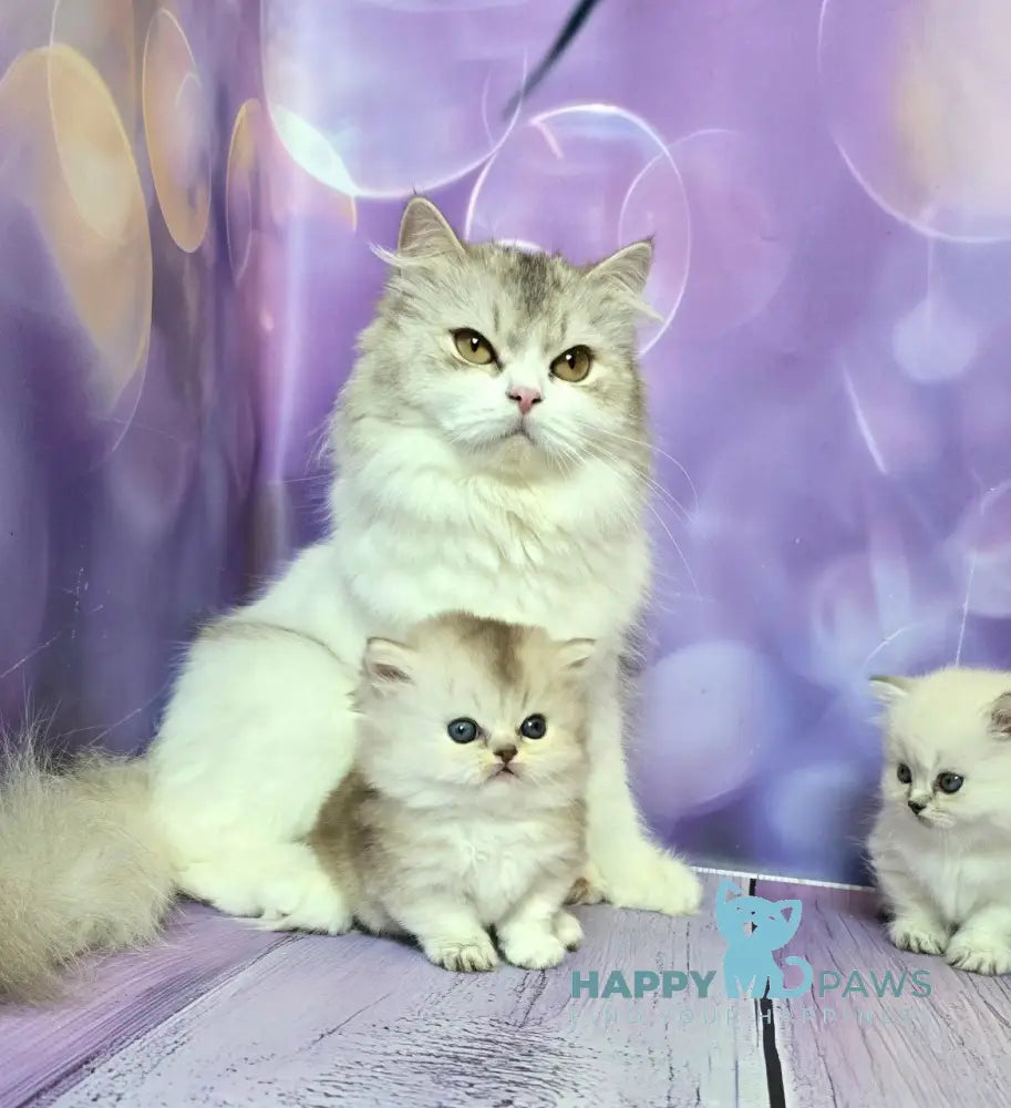 Daeron Munchkin male chocolate silver shaded live animals