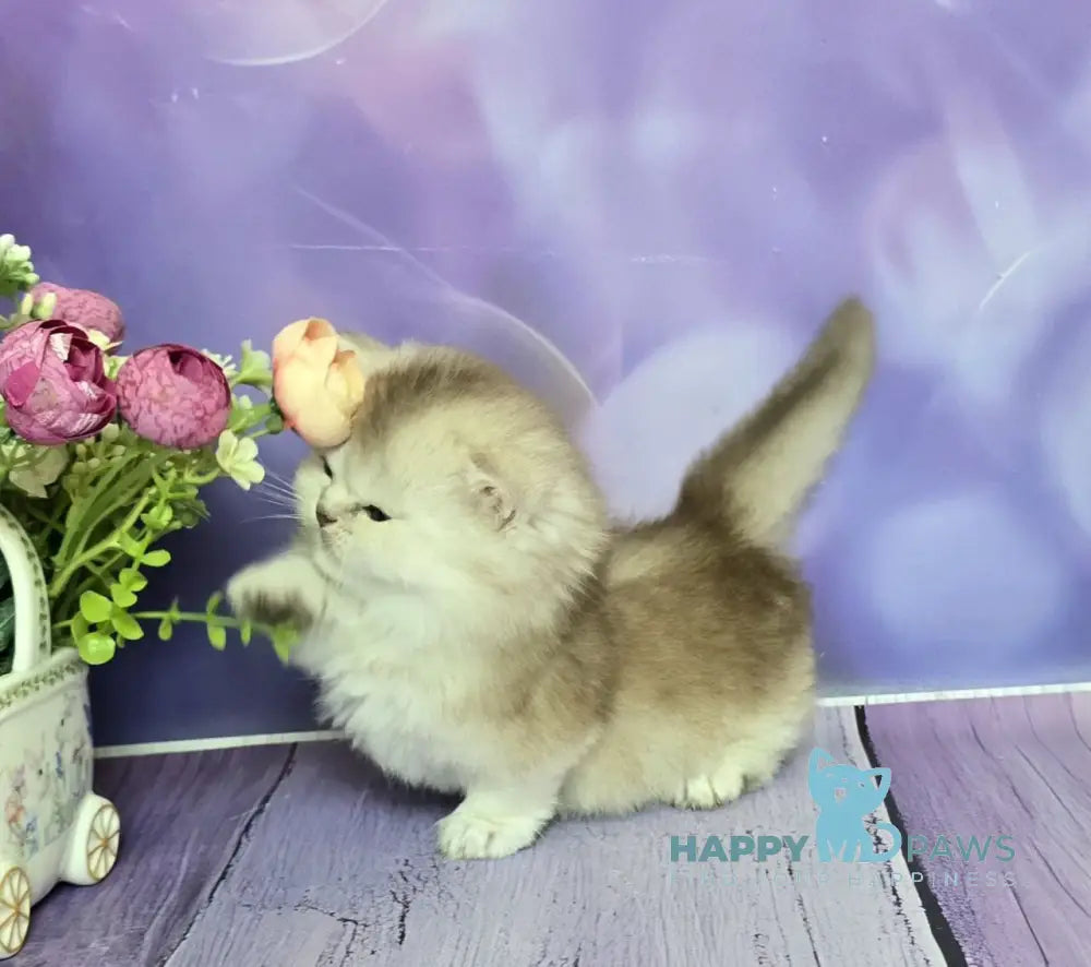 Daeron Munchkin male chocolate silver shaded live animals