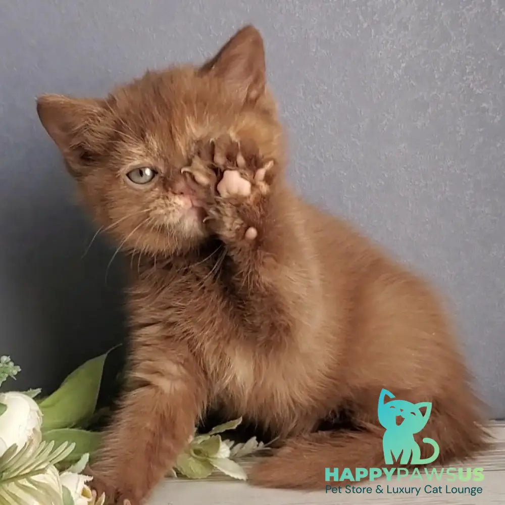 Daffy British Shorthair female cinnamon tortie - live animals