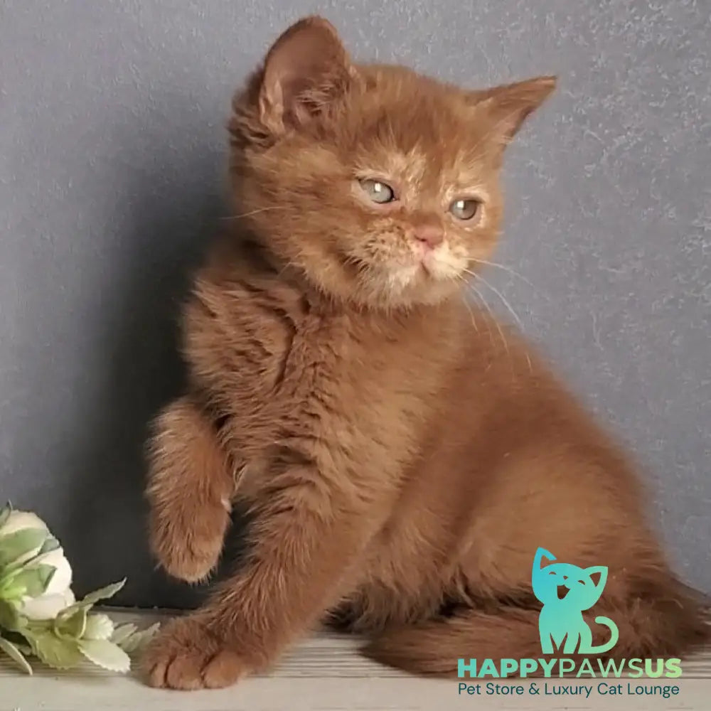 Daffy British Shorthair female cinnamon tortie - live animals